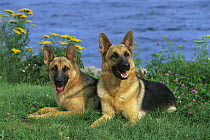 German Shepherd (Canis familiaris) reclining pair