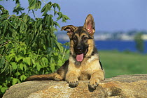 German Shepherd (Canis familiaris) panting puppy