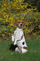 Beagle (Canis familiaris) sitting up