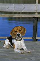 Beagle (Canis familiaris) portrait
