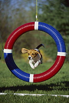 Beagle (Canis familiaris) jumping through agility hoop