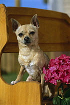 Chihuahua (Canis familiaris) portrait on bench
