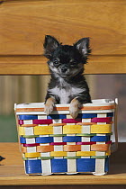 Chihuahua (Canis familiaris) portrait in basket