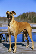Great Dane (Canis familiaris) male portrait
