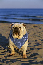 English Bulldog (Canis familiaris) portrait on beach with bandana