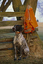 German Shorthaired Pointer (Canis familiaris) waiting by hunting vest