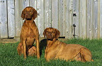 Vizsla (Canis familiaris) pair on lawn