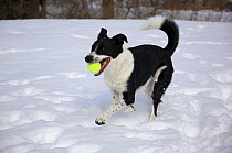 Border Collie (Canis familiaris) playing with a ball in the snow