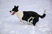 Border Collie (Canis familiaris) running in snow
