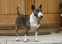 Bull Terrier (Canis familiaris)
