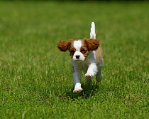Cavalier King Charles Spaniel (Canis familiaris) puppy running