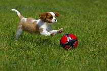 Cavalier King Charles Spaniel (Canis familiaris) puppy playing with ball