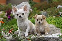 Chihuahua (Canis familiaris) mom and puppy