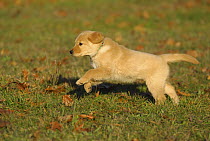 Golden Retriever (Canis familiaris) puppy running
