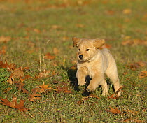 Golden Retriever (Canis familiaris) puppy running