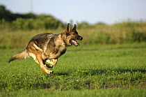 German Shepherd (Canis familiaris) running