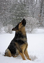 German Shepherd (Canis familiaris) in snow