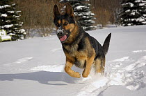 German Shepherd (Canis familiaris) running in snow