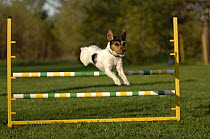 Jack Russell Terrier (Canis familiaris) jumping