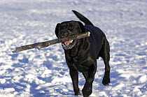 Labrador Retriever (Canis familiaris) retrieving stick in snow