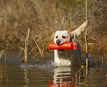 Labrador Retriever (Canis familiaris) retrieving marker