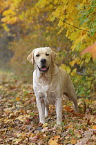 Labrador Retriever (Canis familiaris) in autumn leaf litter