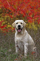 Labrador Retriever (Canis familiaris) in autumn