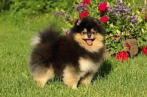 Pomeranian (Canis familiaris)