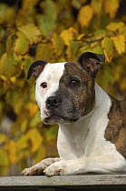 Staffordshire Bull Terrier (Canis familiaris) portrait