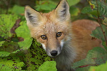 Red Fox (Vulpes vulpes) portrait, Canada