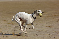 Whippet (Canis familiaris) running with ball