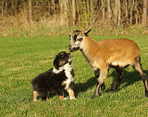 Australian Shepherd (Canis familiaris) puppy with goat