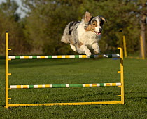 Australian Shepherd (Canis familiaris) jumping