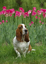Basset Hound (Canis familiaris) portrait in tulips