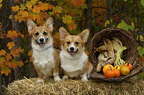Welsh Corgi (Canis familiaris) puppies in autumn