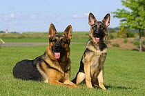 German Shepherd (Canis familiaris) adult and puppy