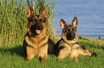 German Shepherd (Canis familiaris) adult and puppy