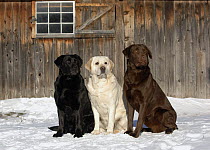 Labrador Retriever (Canis familiaris) trio with all three fur colors