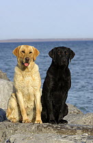 Labrador Retriever (Canis familiaris) pair