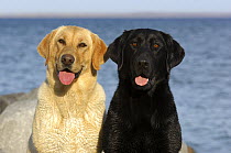 Labrador Retriever (Canis familiaris) pair