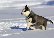 Siberian Husky (Canis familiaris) puppy running in snow