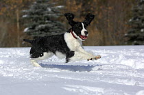 English Springer Spaniel (Canis familiaris) running in snow