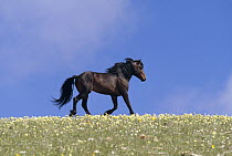 Mustang (Equus caballus) stallion running, summer, Pryor Mountain Wild Horse Range, Montana