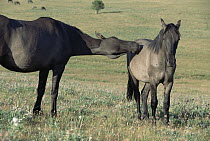 Mustang (Equus caballus) mare reaches out to her yearling stud colt, caressing him, Montana