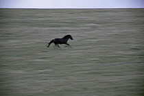 Mustang (Equus caballus) stallion running, Pryor Mountain Wild Horse Range, Montana