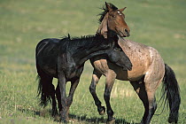 Mustang (Equus caballus) pair interacting, Pryor Mountain Wild Horse Range, Montana