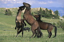 Mustang (Equus caballus) bachelor stallions fighting, Pryor Mountain Wild Horse Range, Montana