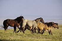 Mustang (Equus caballus) family band forms solid unit during summer breeding season, Pryor Mountain Wild Horse Range, Montana