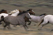 Mustang (Equus caballus) horses running, Red Desert, Wyoming