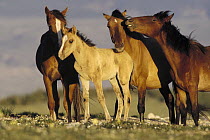 Mustang (Equus caballus) small family band near mineral lick, Pryor Mountain Wild Horse Range, Montana
